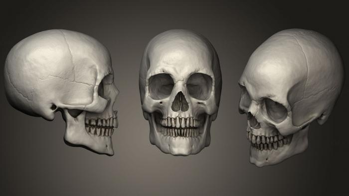 Anatomy of skeletons and skulls (ANTM_0728) 3D model for CNC machine